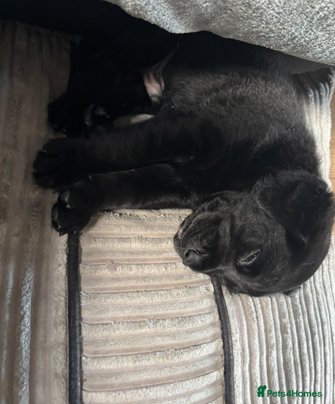 Goldador dogs for sale: Stunning Black Lab/Golden Retriever Puppies - Advert 19