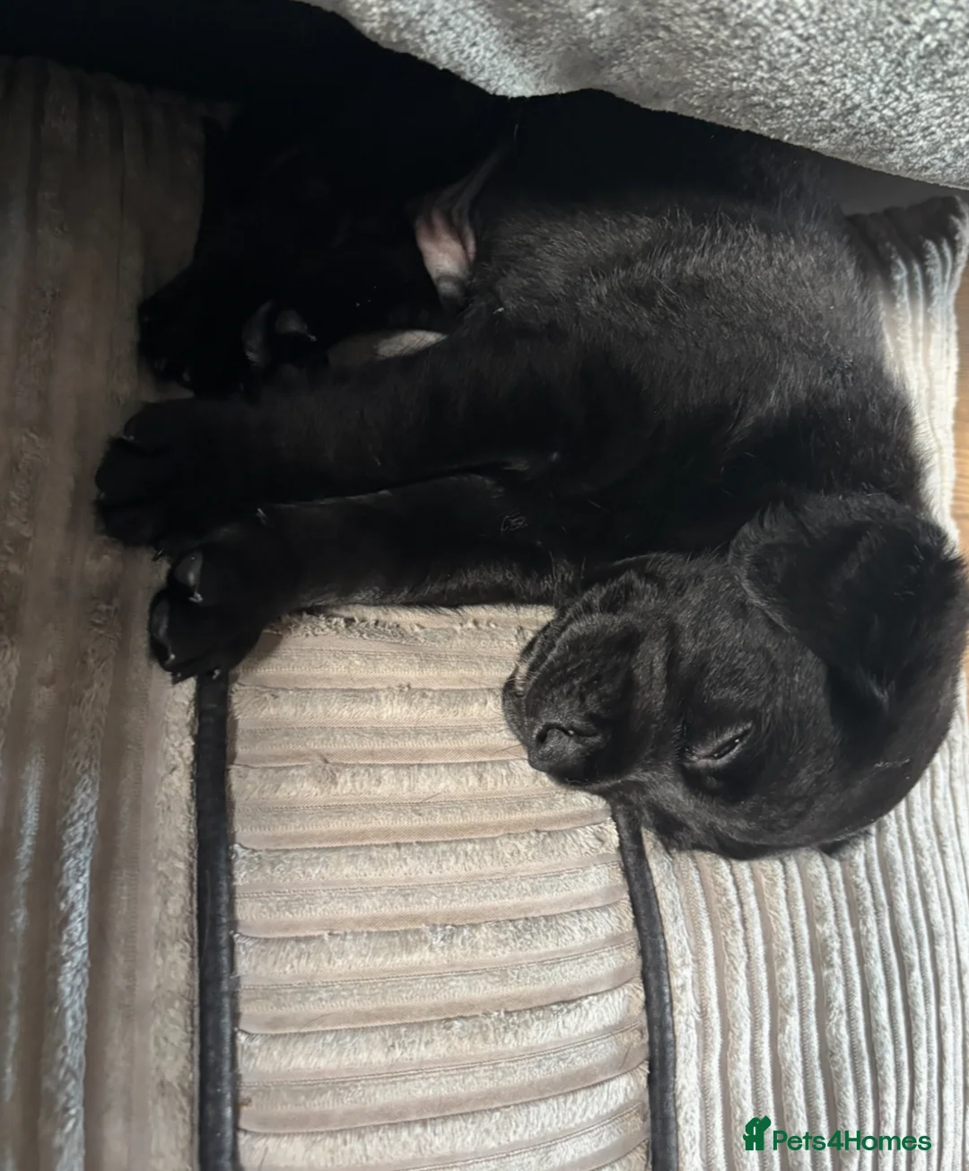 Goldador dogs for sale: Stunning Black Lab/Golden Retriever Puppies - Advert 22
