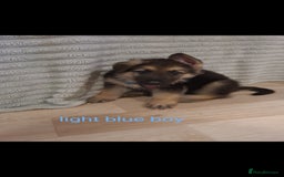 German Shepherd dogs for sale: 🐾Adorable 8-Week-Old German shepherd puppies🐾 - Image 31