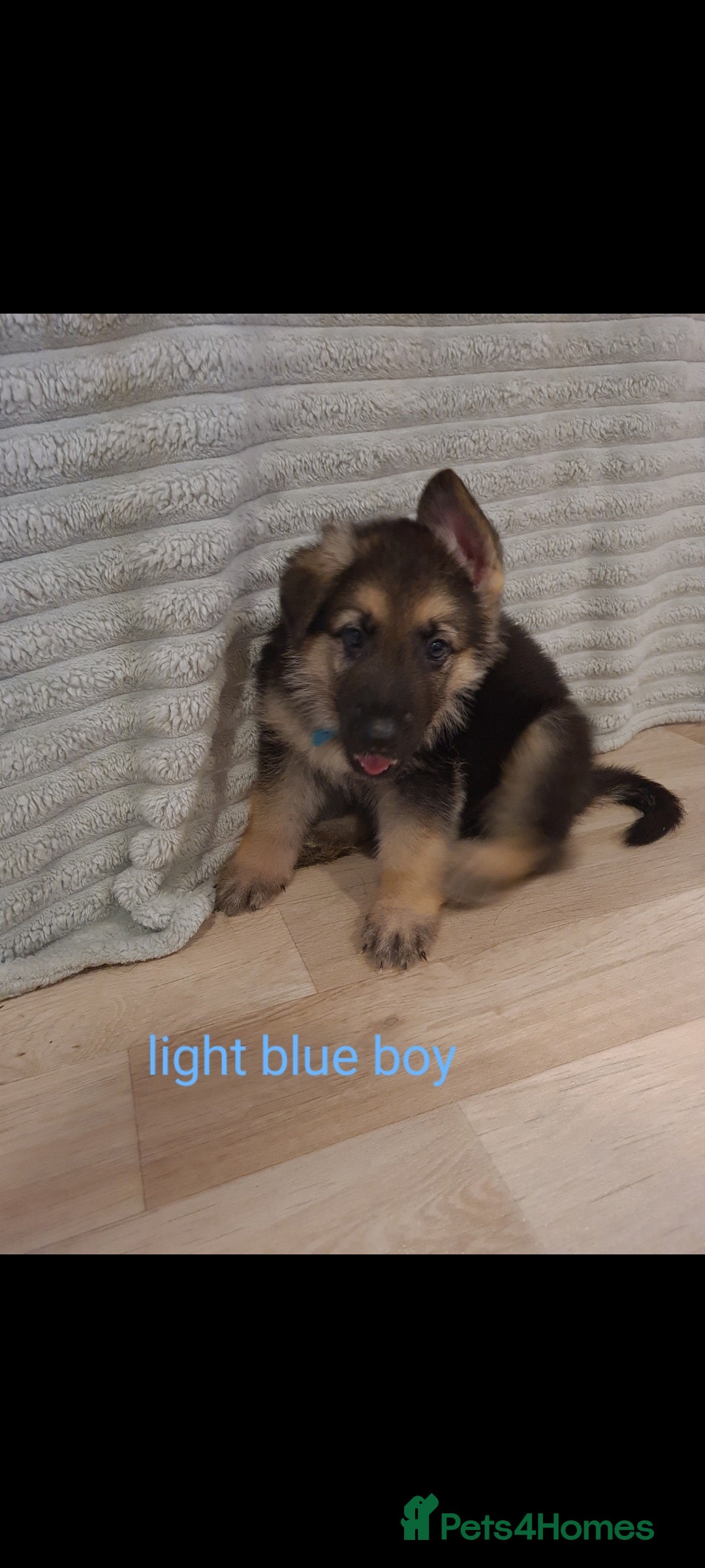 German Shepherd dogs for sale: 🐾Adorable 8-Week-Old German shepherd puppies🐾 - Image 31