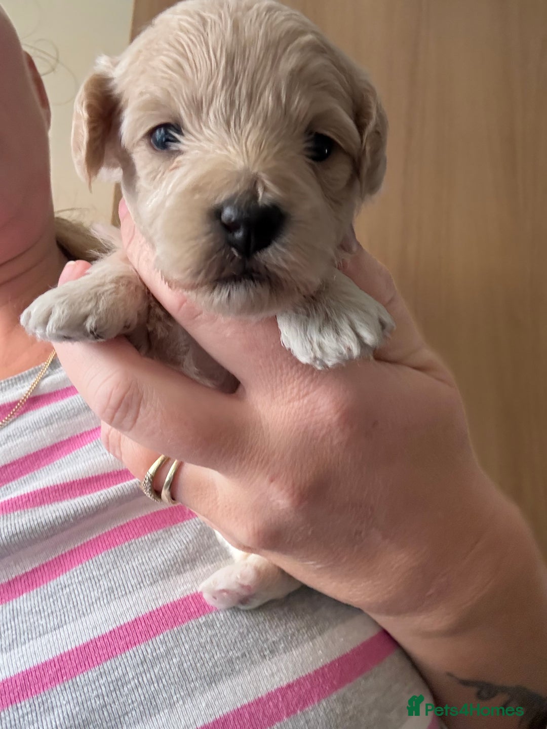 Maltipoo dogs for sale: Maltipoo puppies - Image 11