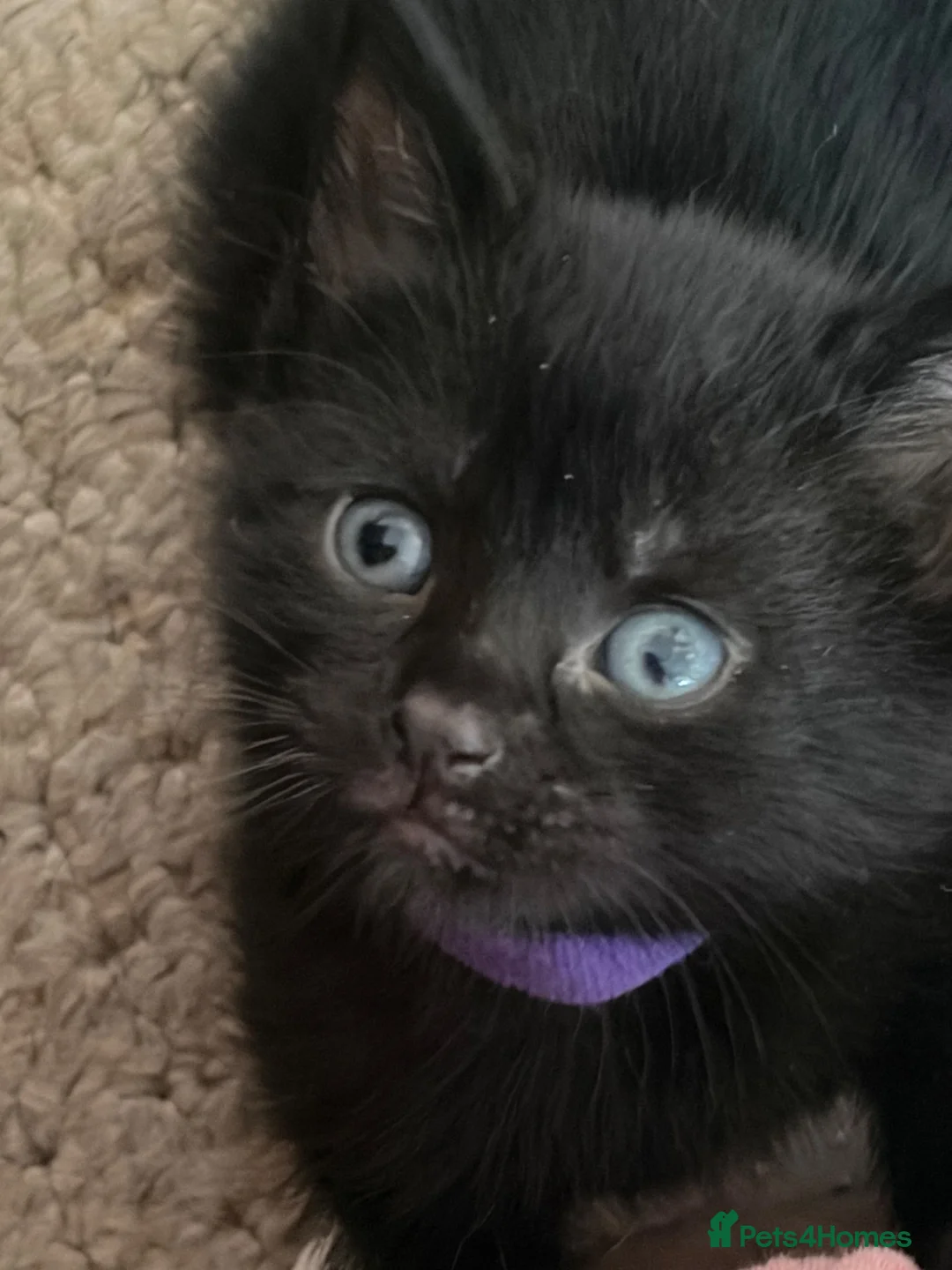 British Shorthair cats for sale: 6 kittens  in West Bromwich - Advert 9