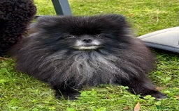 Pomeranian dogs for adoption: Hugo: The Little Dog Who Survived the Unthinkable - Image 6