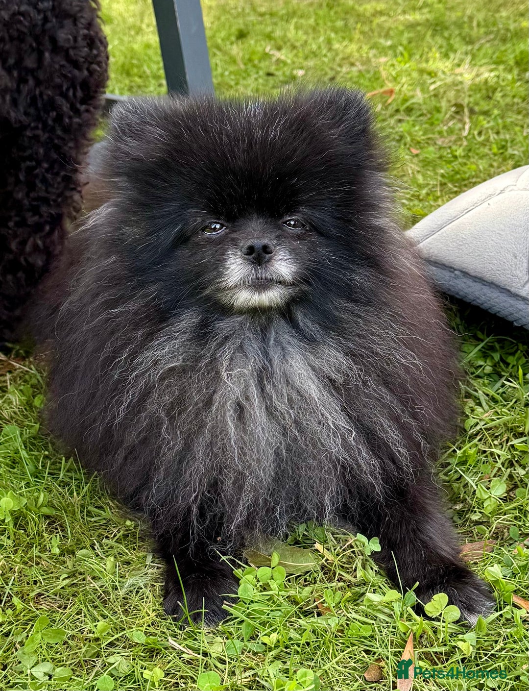 Pomeranian dogs for adoption: Hugo: The Little Dog Who Survived the Unthinkable - Image 6