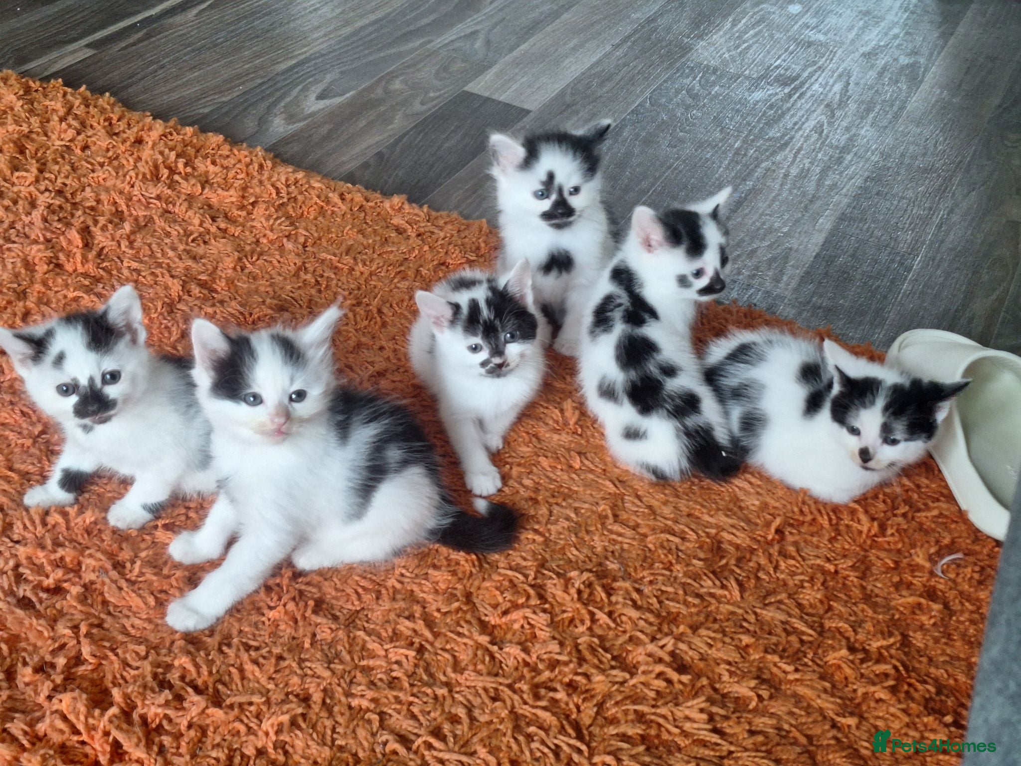 Mixed Breed cats 5 beautiful kittens ready for their forever homes! - Advert 1