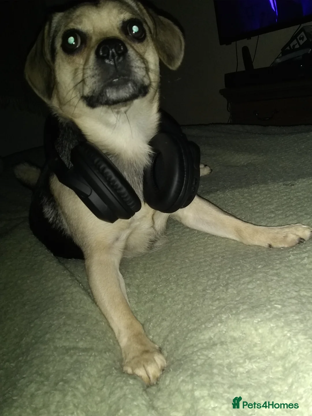 Puggle dogs for stud: Lady Taz in Bathgate - Advert 1