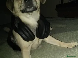 Puggle dogs Lady Taz - Advert 2