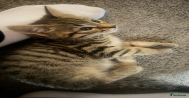 Bengal cats - Advert 13