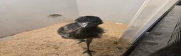 Emus poultry for sale: Emu female for sale hatched my me loves people  in Telford - Advert 4
