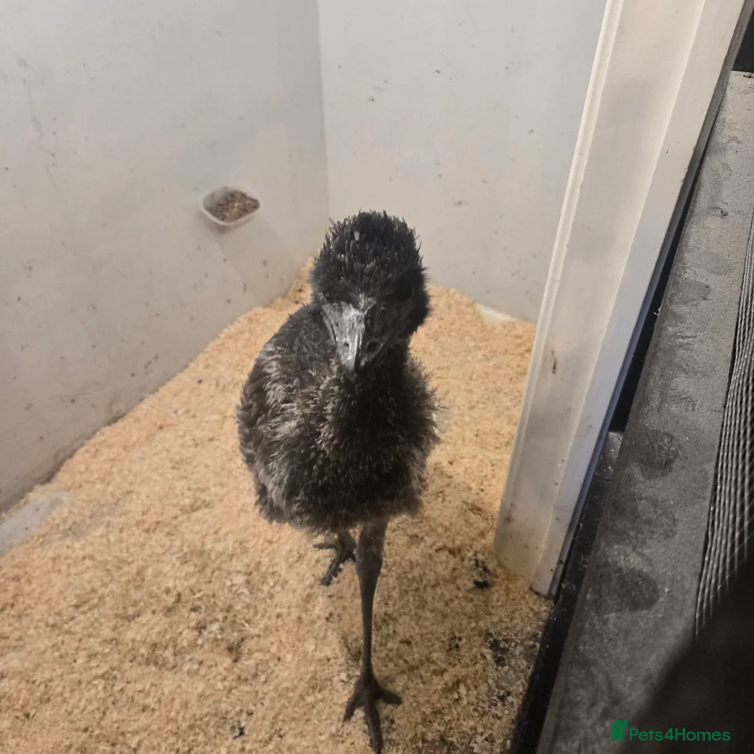 Emus poultry for sale: Emu female for sale hatched my me loves people  in Telford - Advert 4
