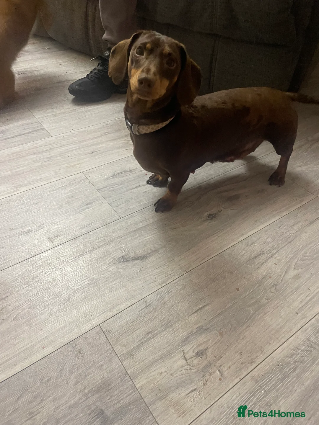 Dachshund dogs for sale: Miniature dachshunds  - Advert 1