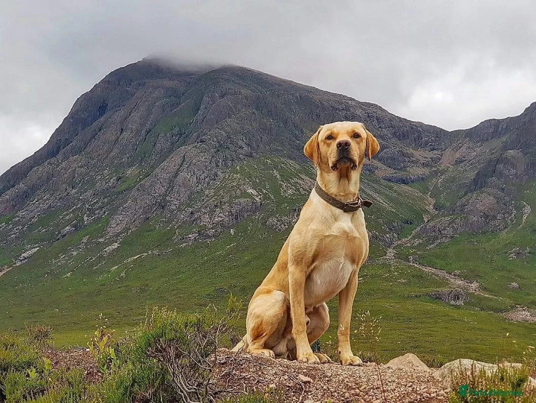 Labrador Retriever dogs for stud: Floki the FOX RED Labrador  in Holsworthy - Advert 1