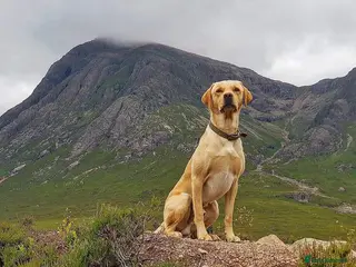 Labrador Retriever dogs Floki the FOX RED Labrador - Advert 1