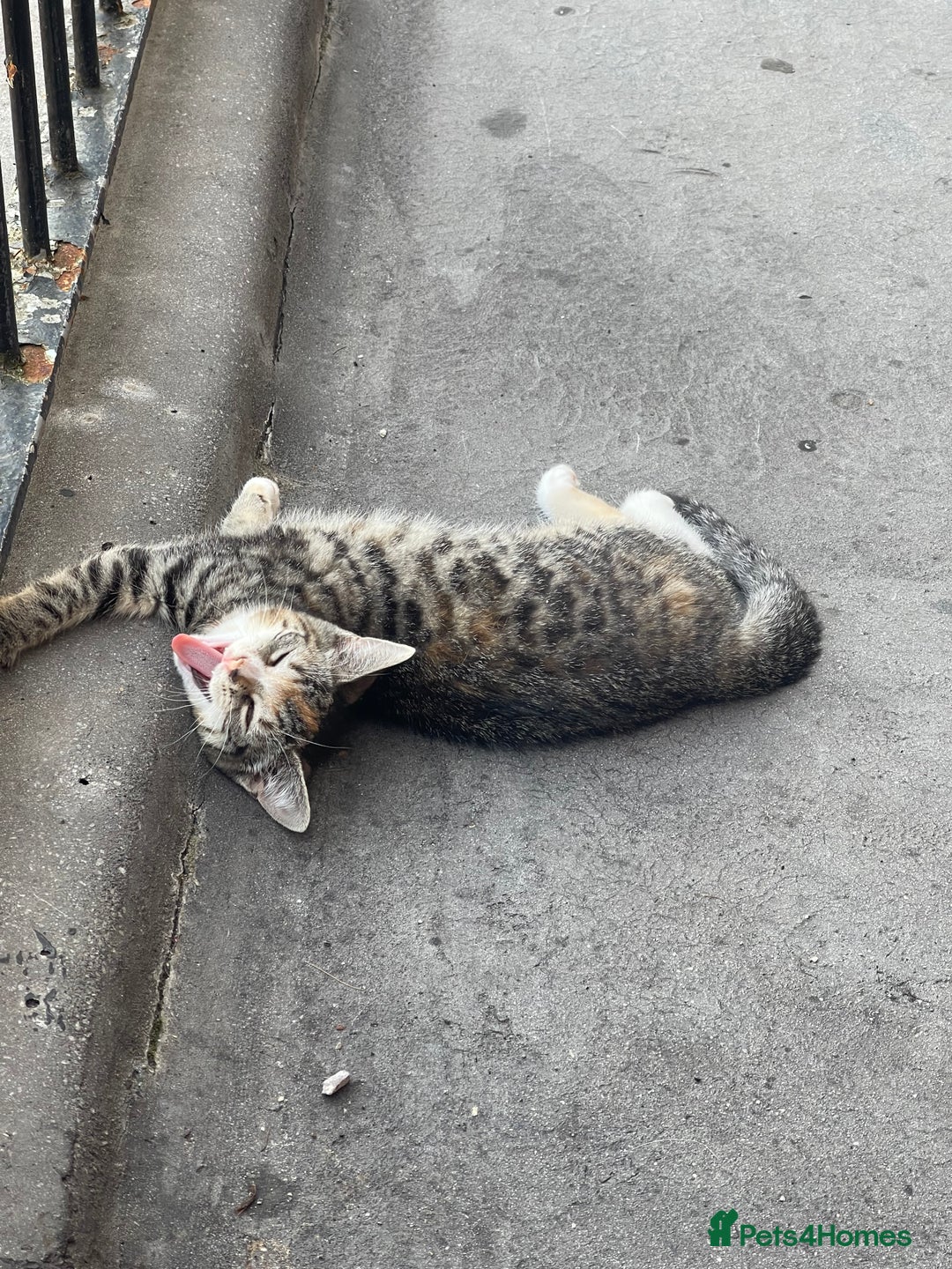 Mixed Breed cats for sale: FEMALE KITTEN - microchipped, flea&worm treated!  - Image 29