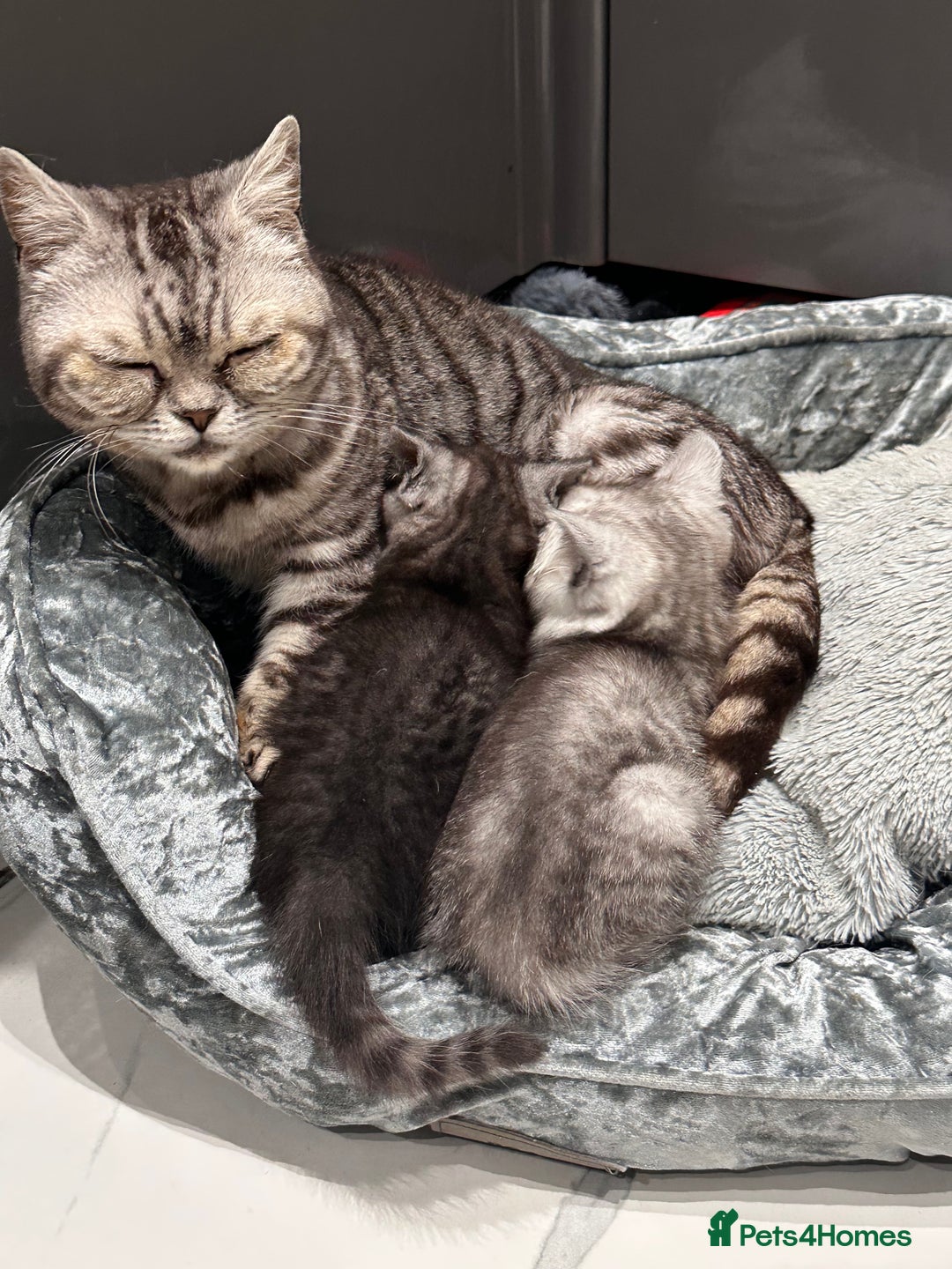 British Shorthair cats for sale: GORGEOUS BSH KITTENS in Oldham - Image 24
