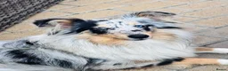 Shetland Sheepdog dogs for sale: Beautiful blue Merle girl Shetland sheepdog  - Advert 3