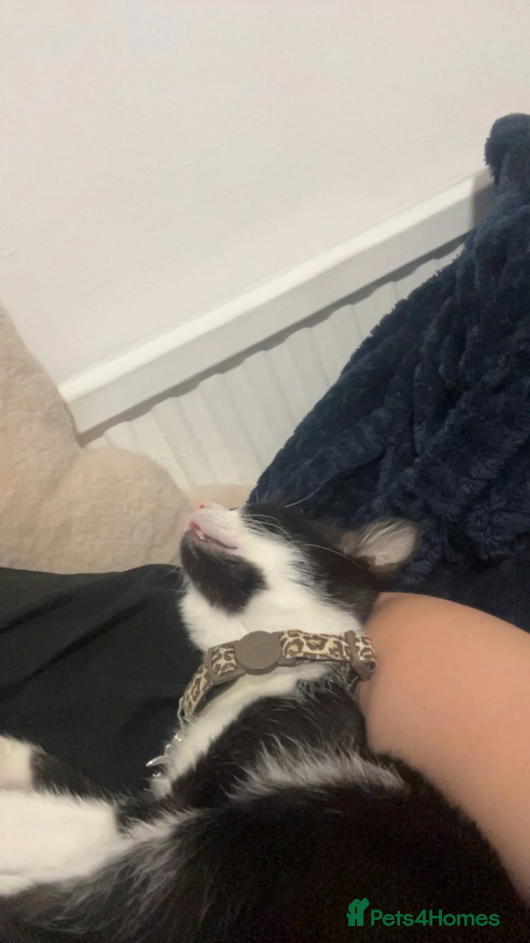 Mixed Breed cats for sale: Kitten  in London - Advert 2