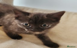 Havana Brown cats for sale: Rare Havana Brown's kittens - Image 13