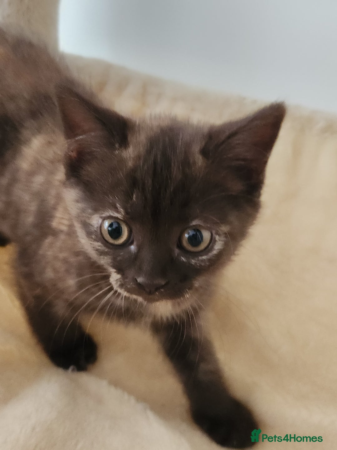 Havana Brown cats for sale: Rare Havana Brown's kittens - Image 13