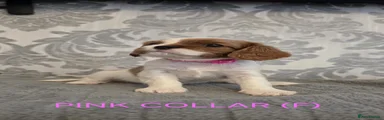 Cavalier King Charles Spaniel 5