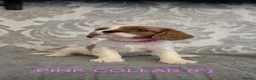 Cavalier King Charles Spaniel dogs for sale: Cavalier king charles spaniels in Fleetwood - Advert 5