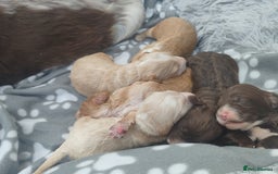 Cockapoo dogs for sale: Cockapoo puppies - Image 18