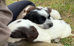 Cocker Spaniel dogs for sale: Extensively Health Tested KC Registered  - Image 18