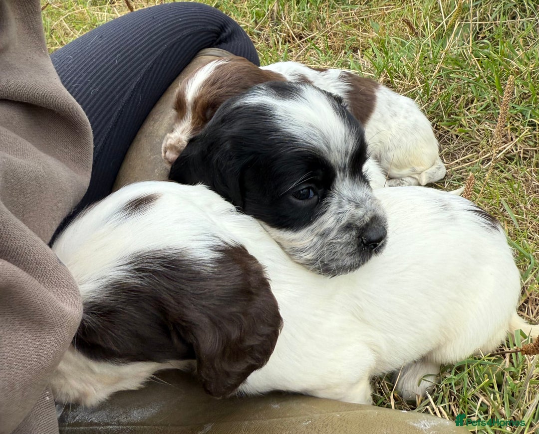 Cocker Spaniel dogs for sale: Extensively Health Tested KC Registered  - Image 18
