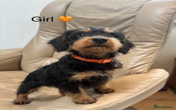 Mixed Breed dogs for sale: F1 MINI SCHNOODLE PUPPIES READY NOW - Image 6