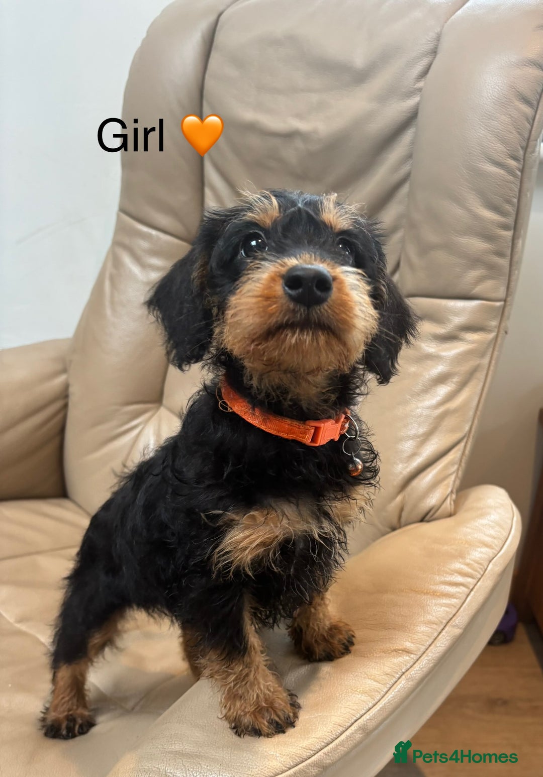 Mixed Breed dogs for sale: F1 MINI SCHNOODLE PUPPIES READY NOW - Image 6