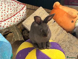 Netherland Dwarf rabbits Young neverland dwarf rabbit (Ezra) - Advert 10