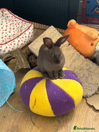 Netherland Dwarf rabbits - Advert 1