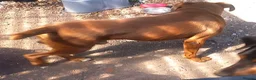 Boxer dogs for stud: KC proven Stud bobtail - Advert 3