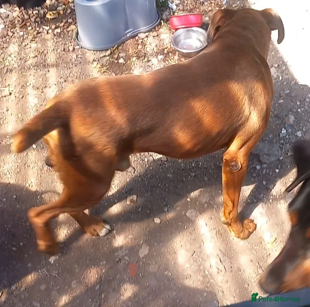 Boxer dogs for stud: KC proven Stud bobtail - Advert 3