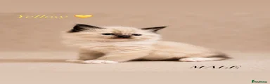 Ragdoll Kitten 6