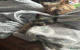 Yorkshire Terrier dogs for sale: Teacup yorkie  - Image 2