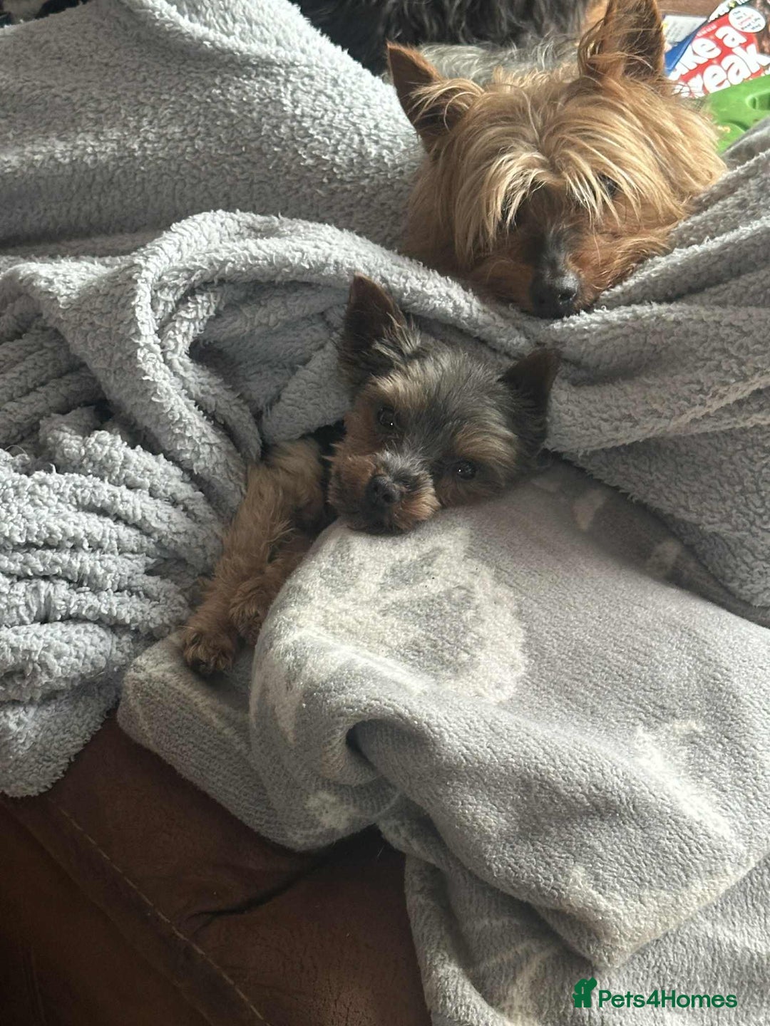 Yorkshire Terrier dogs for sale: Teacup yorkie  - Image 2
