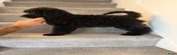 Standard Poodle dogs for sale: Amazing standard poodle babies - Advert 12