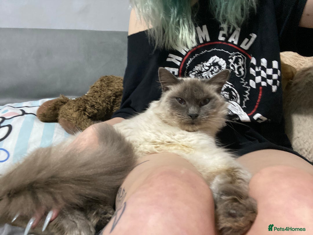 Maine Coon cats for sale: Tsuki Maine Coone White and Grey 1 Years Old - Advert 3