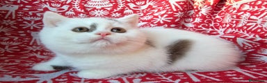 British Shorthair Kitten 5