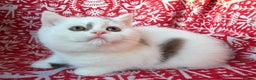 British Shorthair cats for sale: Stunning British Shorthair Kittens  - Advert 18