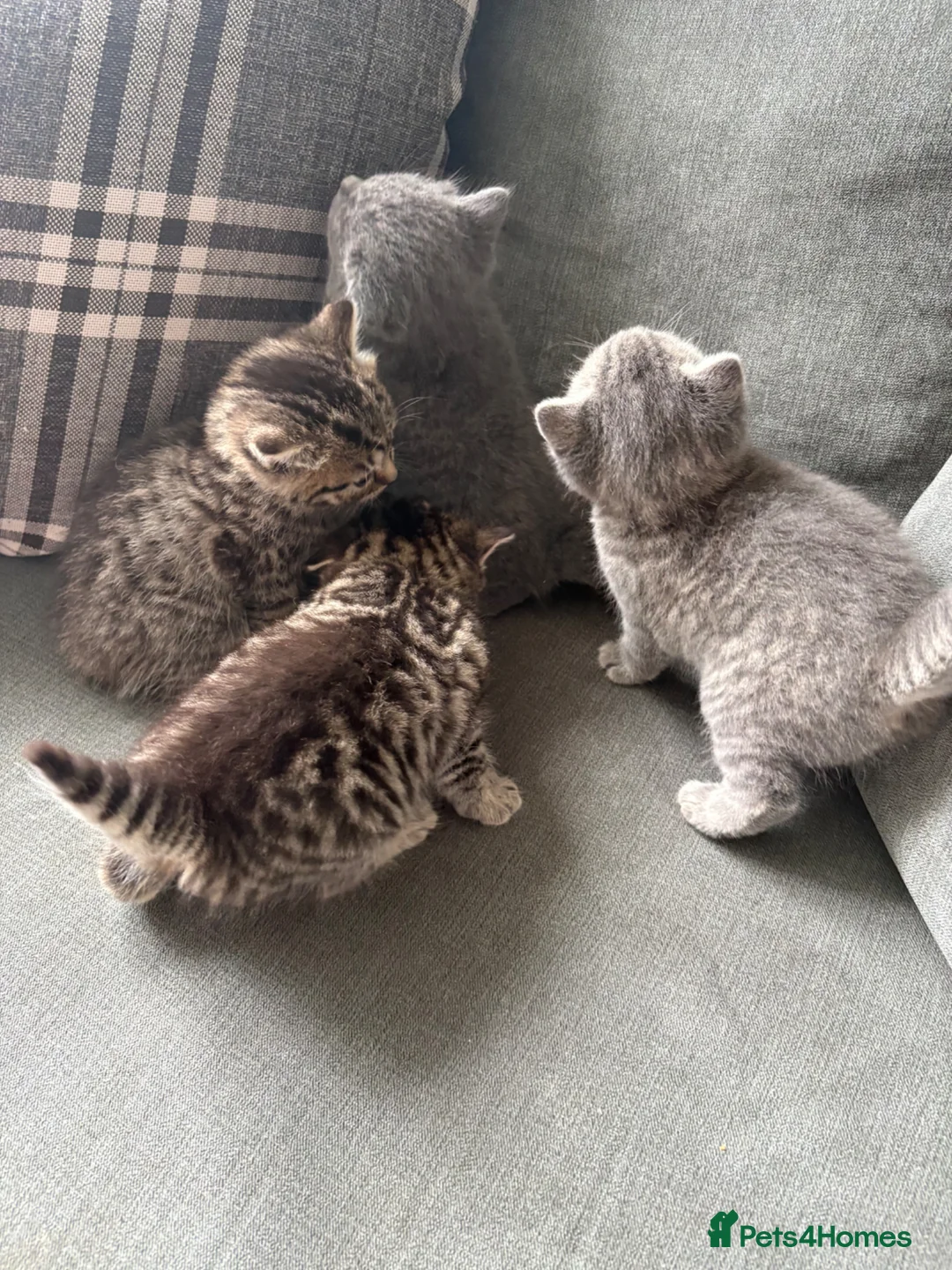 Domestic Shorthair cats for sale: 4 beautiful kittens - to leave 01/05/26 - Advert 1
