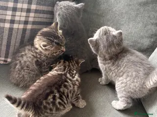 Domestic Shorthair cats 4 beautiful kittens - to leave 01/05/26 - Advert 18