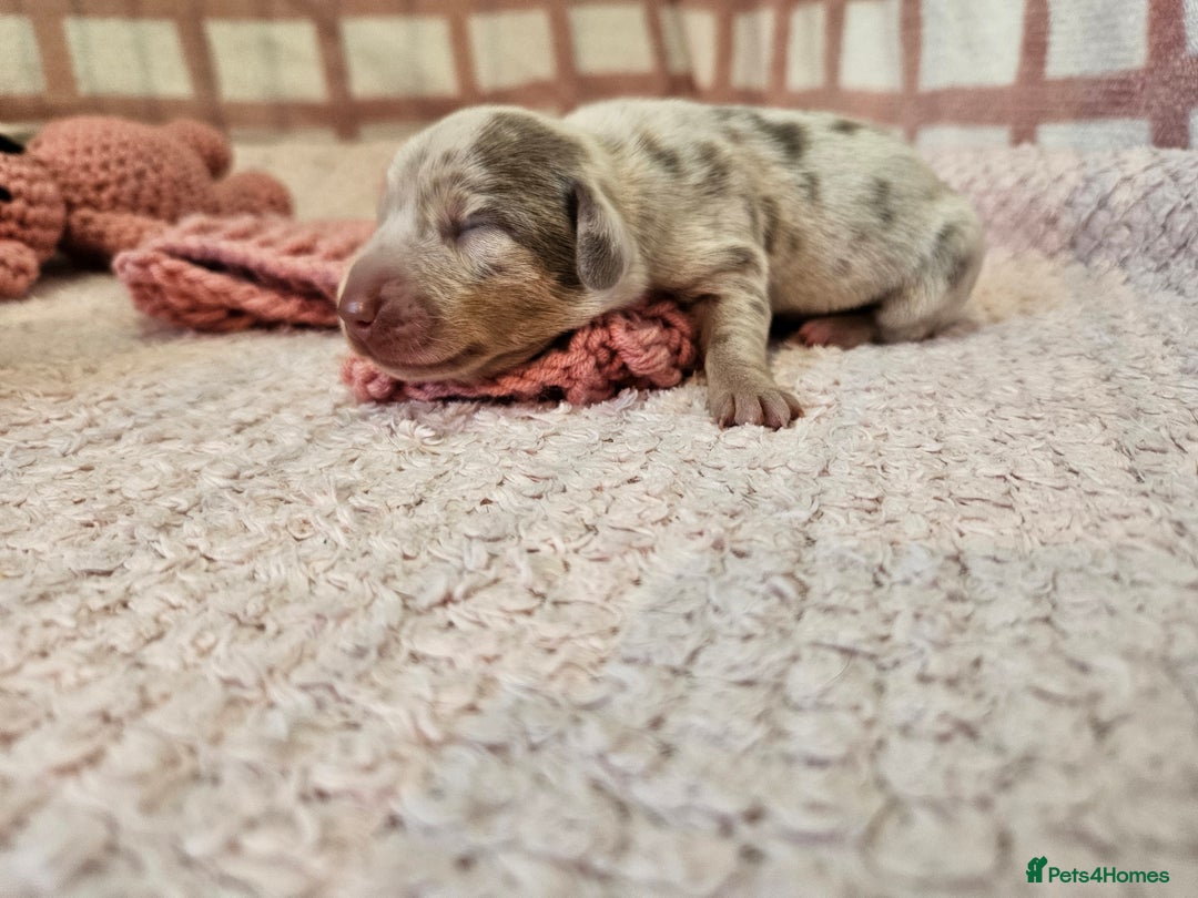 Miniature Dachshund dogs for sale: Stunning KC miniaturedachshunds KC - Advert 22