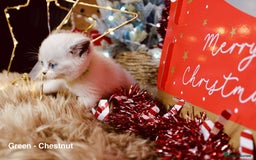 British Shorthair cats for sale: BSH Males and Females available  - Image 12