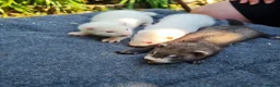 Ferret rodents for sale: Ferret kits  - Advert 3
