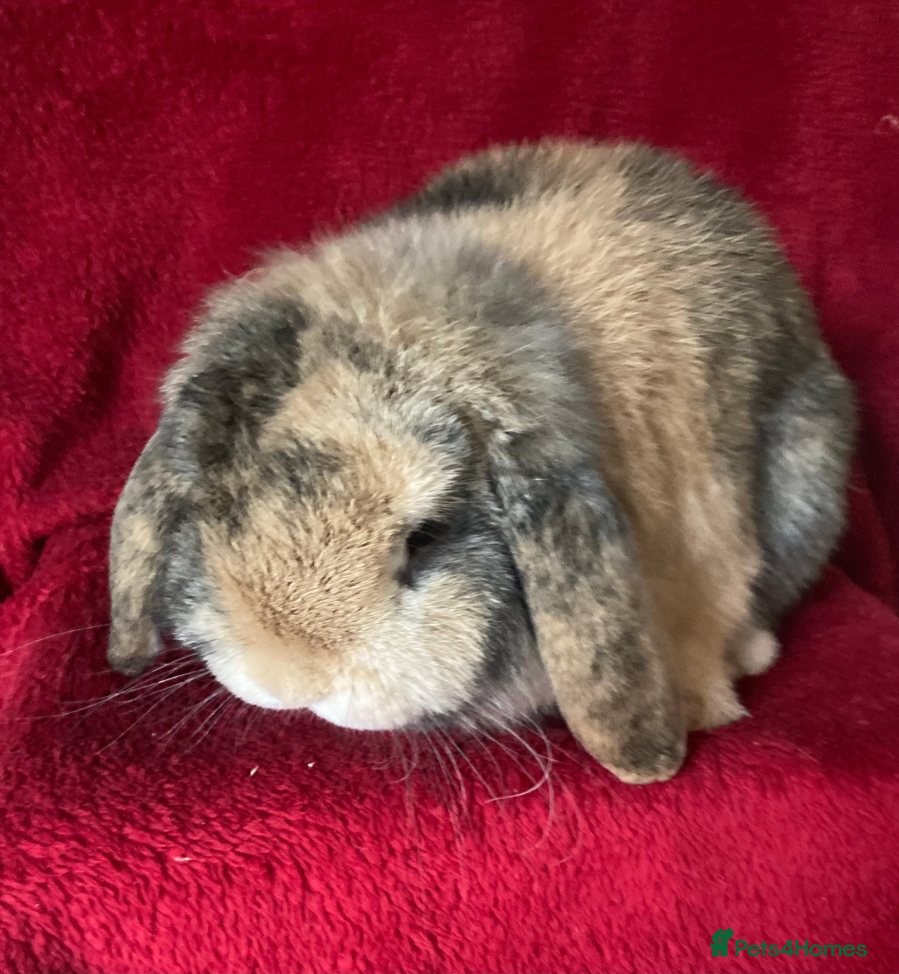 Mini Lop rabbits Beautiful Pure Mini Lop Rabbit - Advert 17