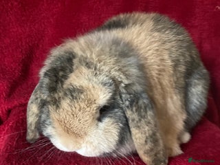 Mini Lop rabbits Beautiful Pure Mini Lop Rabbit - Advert 2