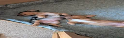 Dachshund dogs for sale: Miniature Dachshund pups  - Advert 8