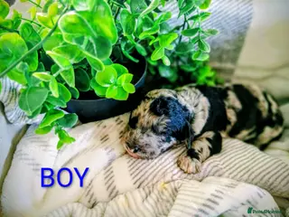 Cockapoo dogs Beautiful cockapoo puppies- 4boys & 1 girl - Advert 3